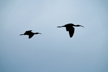 Obraz premium Pair of White-Faced Ibis Flying Silhouetted Against Sky