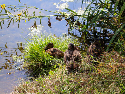   Three wild ducks resting on a green grassy patch by the lake shore in bright summer sun   ,ducks on the lake