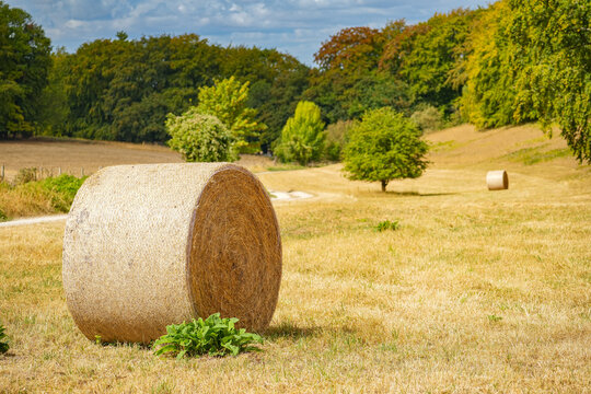 Moisson 