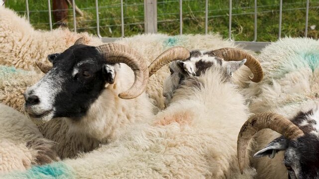 Scottish blackface lambs and ewes herded together for ear tagging, vaccination, and castration procedures