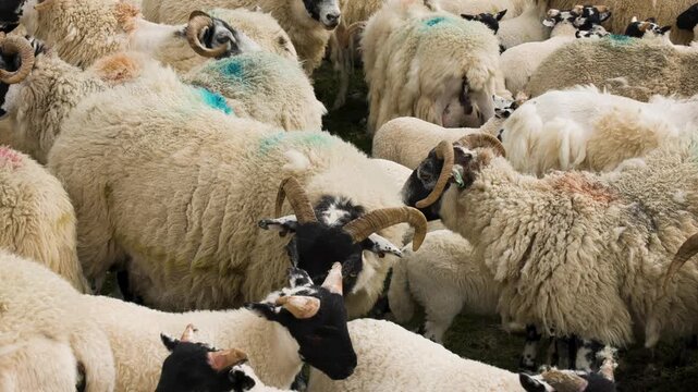 Scottish blackface lambs and ewes herded together for ear tagging, vaccination, and castration procedures