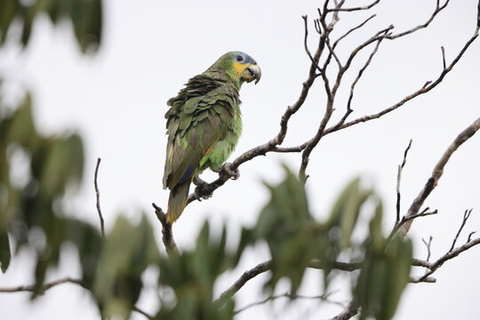 The orange-winged amazon (Amazona amazonica), also known as orange-winged parrot and loro guaro, is a large amazon parrot. 