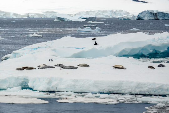 Antarctica, antarctic Peninsula. Antarctic fur seals are resting on a ice floe in the North of Lemaire Channel