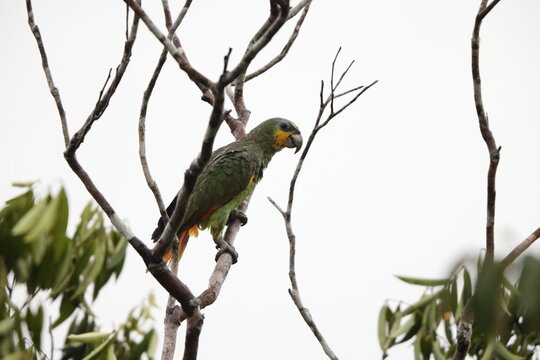 The orange-winged amazon (Amazona amazonica), also known as orange-winged parrot and loro guaro, is a large amazon parrot. 
