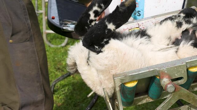 Scottish blackface lamb being tail docked with a rubber ring on a lamb chute