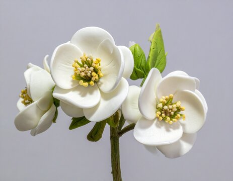 FIORI