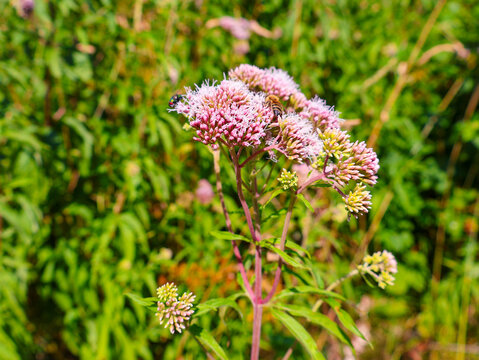  .Wild hemp-agrimony plant with fluffy pink blossoms in a green field. Organic honey-producing and medicinal perennial herb in nature.