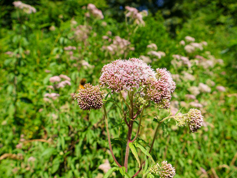   Pink flowers of Eupatorium cannabinum close up. Hemp agrimony as a natural medicinal herb and honey plant blooming in summer forest.   ,close up of a flower
