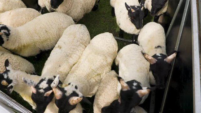Scottish blackface lambs herded together for ear tagging, vaccination and castration procedures