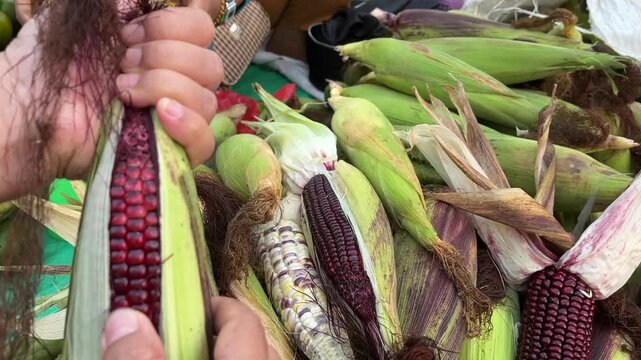 Close up shot of hands opening and inspecting a deep red and purple corn cob with silk strings attached at a local farmers market.