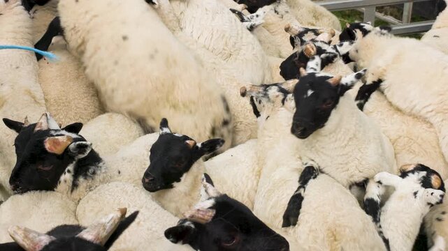 Scottish blackface lambs herded together for ear tagging, vaccination and castration procedures