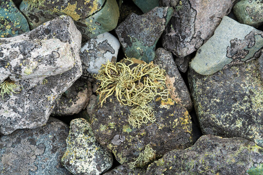 Antarctica: specimen of fruity lichen, most likely belonging to the genus Usnea (often called beard lichen, 