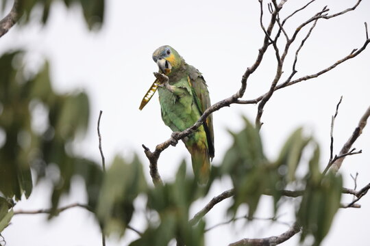 The orange-winged amazon (Amazona amazonica), also known as orange-winged parrot and loro guaro, is a large amazon parrot. 
