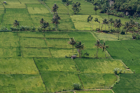 Lush green rice fields stretching across the countryside viewed from Selok Hill in Cilacap, Central Java, Indonesia