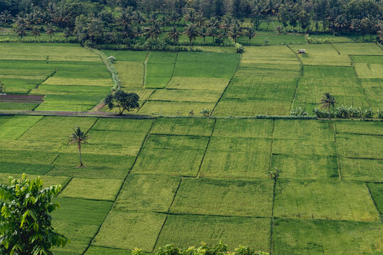 Lush green rice fields stretching across the countryside viewed from Selok Hill in Cilacap, Central Java, Indonesia