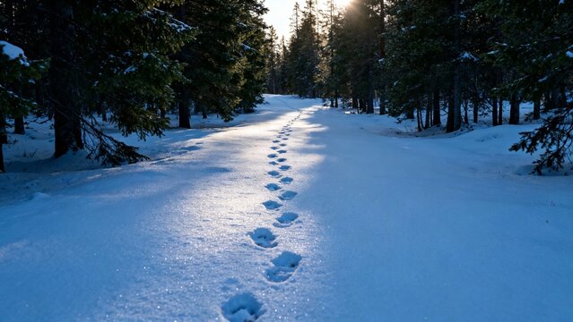 Snow-covered forest path with animal tracks leading into the distance under sunlight
