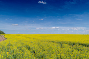 Fototapeta premium Golden fields of canola stretch endlessly under a vibrant blue sky showcasing nature's beauty during a sunny afternoon
