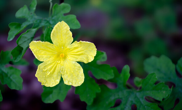 Close up yellow flower and blur natural green background.