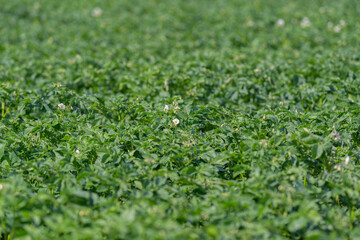 Naklejka premium Endless fields of robust green potato plants basking in the warm sunlight of a clear summer day