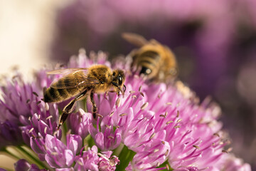 Honey bees collecting nectar on vibrant purple allium flowers close up © AdobeTim82