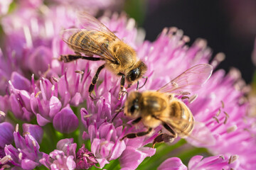 Honey bees collecting nectar on vibrant purple allium flowers close up © AdobeTim82