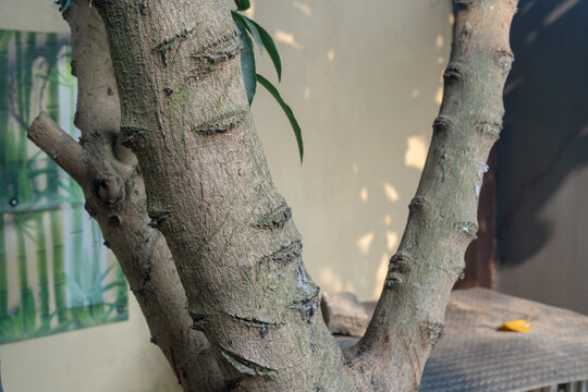 a rough tree trunk with horizontal scars and V-shaped branches.