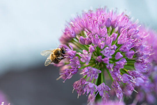 Honey bee collecting nectar on a vibrant purple allium flower close up