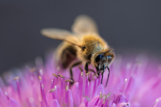 Honey bee collecting nectar on a vibrant purple allium flower close up