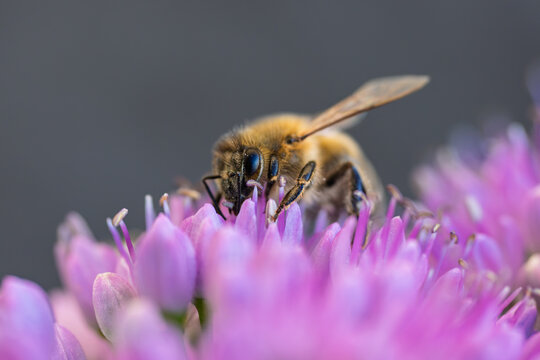 Honey bee collecting nectar on a vibrant purple allium flower close up