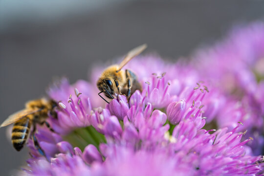 Honey bees collecting nectar on vibrant purple allium flowers close up