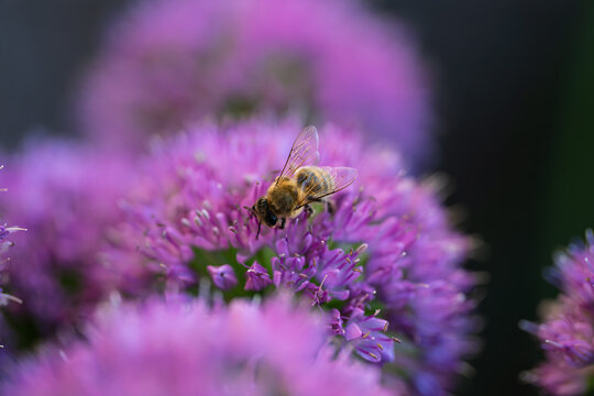 Honey bee collecting nectar on a vibrant purple allium flower close up