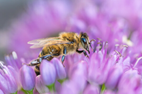 Honey bee collecting nectar on a vibrant purple allium flower close up