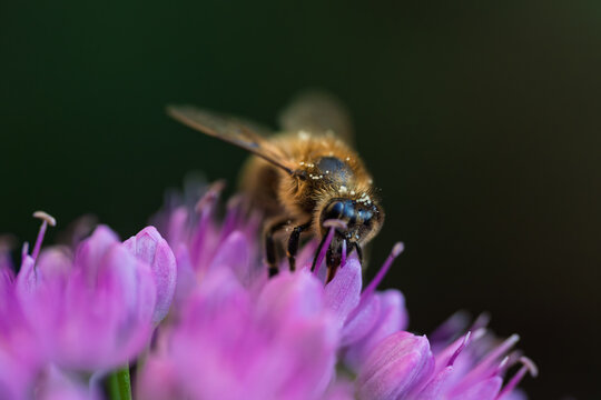 Honey bee collecting nectar on a vibrant purple allium flower close up