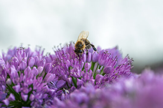 Honey bee collecting nectar on a vibrant purple allium flower close up