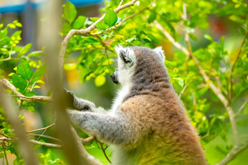 Naklejka premium Ring-tailed lemur resting on a tree branch. Iconic Madagascar primate with a striped tail. Close-up of a lemur sitting in the trees.