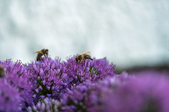 Honey bees collecting nectar on vibrant purple allium flowers close up