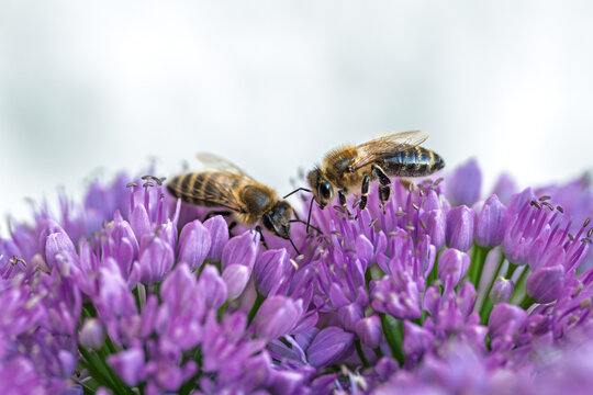 Honey bees collecting nectar on vibrant purple allium flowers close up