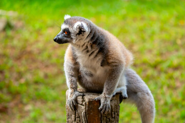 Naklejka premium Ring-tailed lemur resting on a tree branch. Iconic Madagascar primate with a striped tail. Close-up of a lemur sitting in the trees.