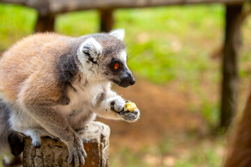 Naklejka premium Ring-tailed lemur resting on a tree branch. Iconic Madagascar primate with a striped tail. Close-up of a lemur sitting in the trees.