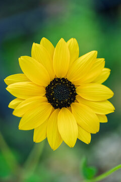 Bright yellow sunflower with detailed petals and soft green bokeh background