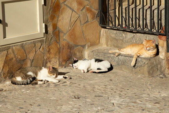 Three domestic cats resting peacefully in the warm sunlight on stone steps in Cefalu Sicily