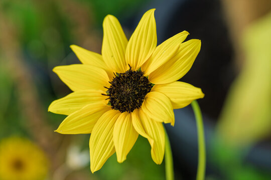 Bright yellow sunflower with detailed petals and soft green bokeh background