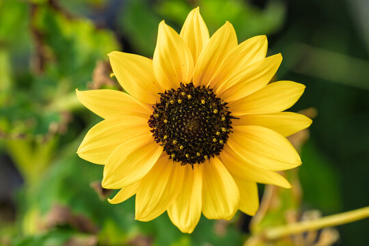 Bright yellow sunflower with detailed petals and soft green bokeh background