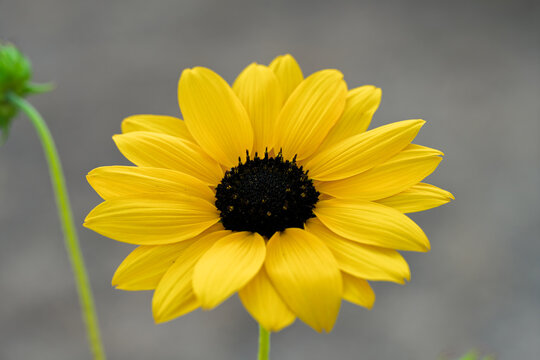 Bright yellow sunflower with detailed petals and soft green bokeh background