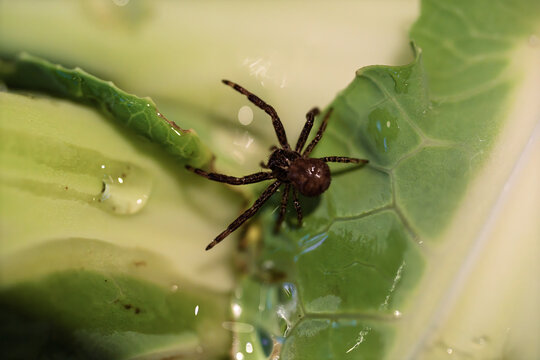 Brown spider resting on wet green leaf after rain in detailed macro