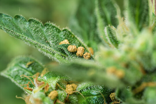 Macro Close Up Of Caterpillar Frass On Green Plant Lea