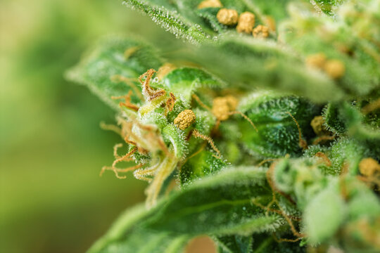 Macro Close Up Of Caterpillar Frass On Green Plant Lea