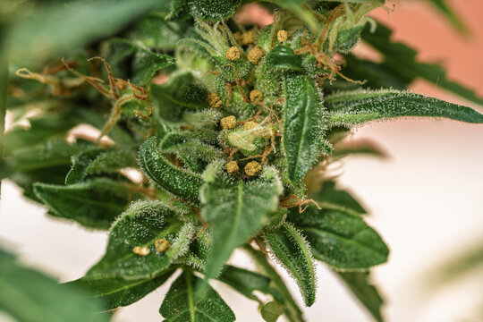 Macro Close Up Of Caterpillar Frass On Green Plant Lea