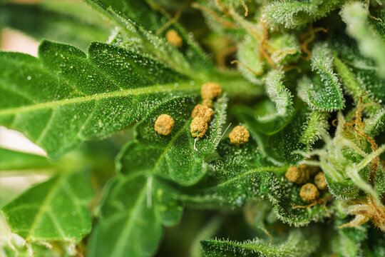 Macro Close Up Of Caterpillar Frass On Green Plant Lea