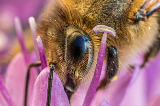 Extreme Close Up Of Bumblebee Collecting Pollen On Flower